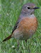 Common Redstart