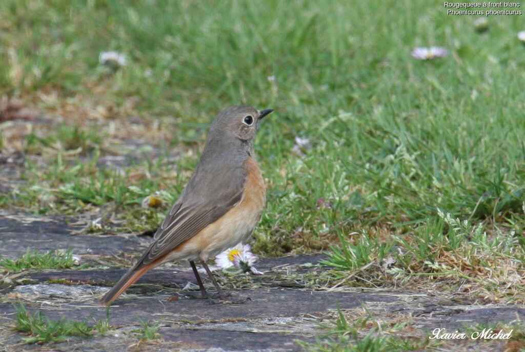 Common Redstart female, identification