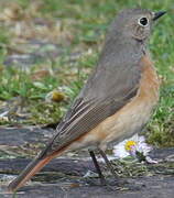 Common Redstart