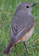 Common Redstart