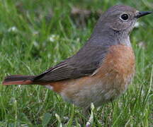 Common Redstart