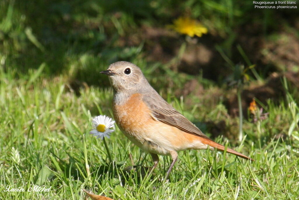 Common Redstart female