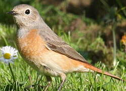 Common Redstart