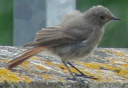 Black Redstart