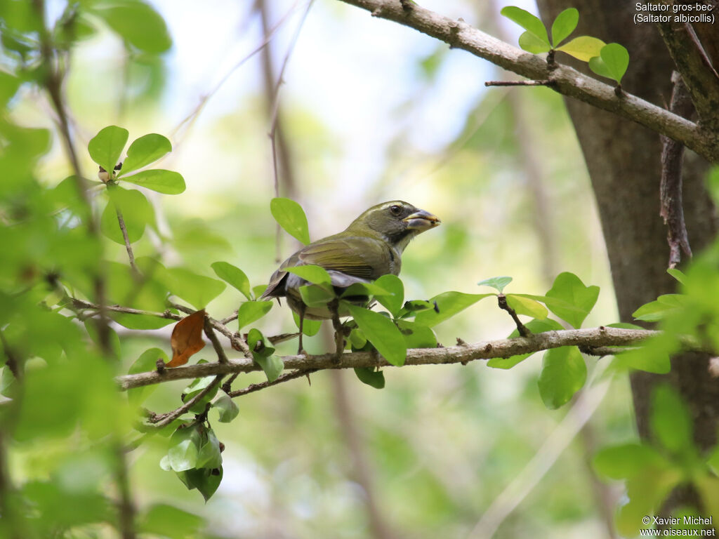 Saltator gros-becadulte