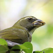 Lesser Antillean Saltator