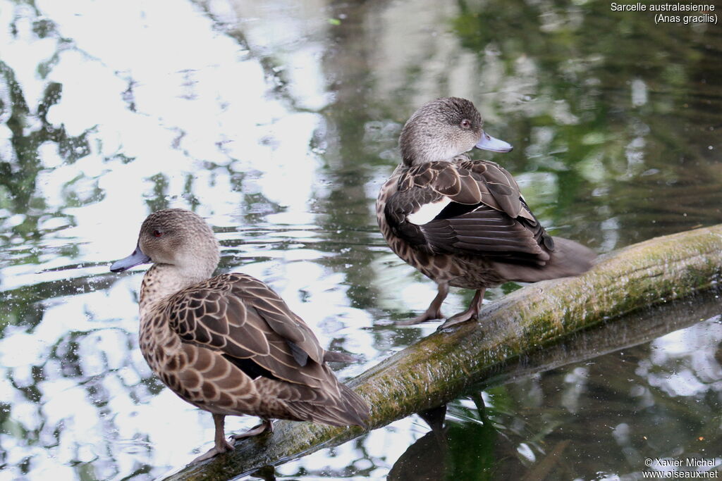 Grey Tealadult