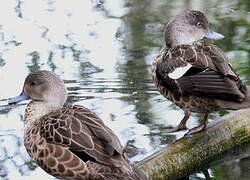 Grey Teal