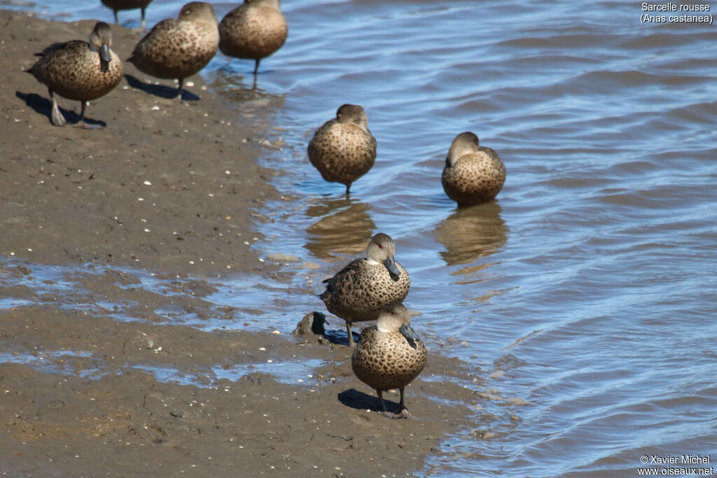 Chestnut Teal female adult