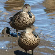 Chestnut Teal