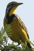 Yellow-throated Longclaw