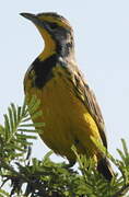 Yellow-throated Longclaw