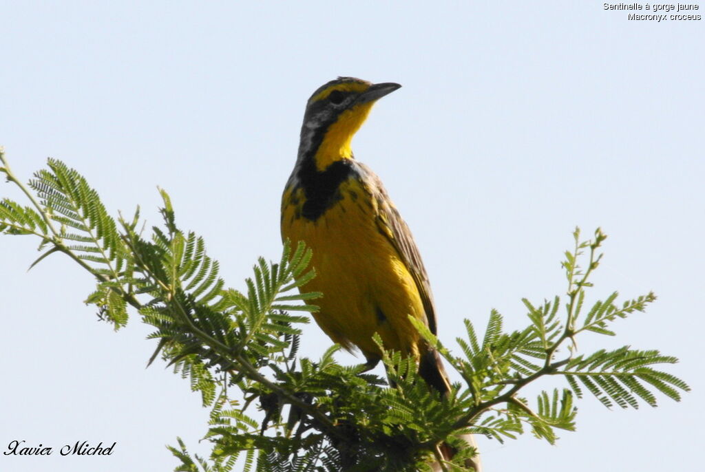 Yellow-throated Longclaw