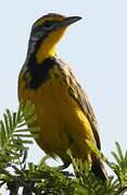 Yellow-throated Longclaw