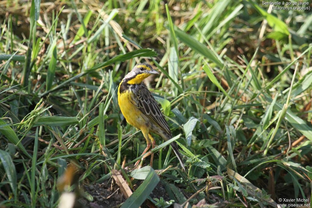 Yellow-throated Longclawadult, identification