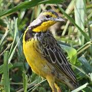 Yellow-throated Longclaw