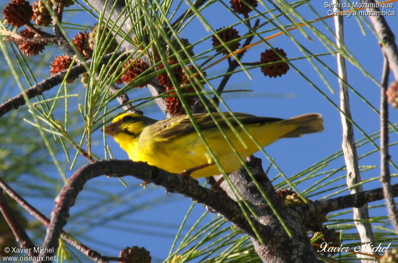 Yellow-fronted Canary, identification