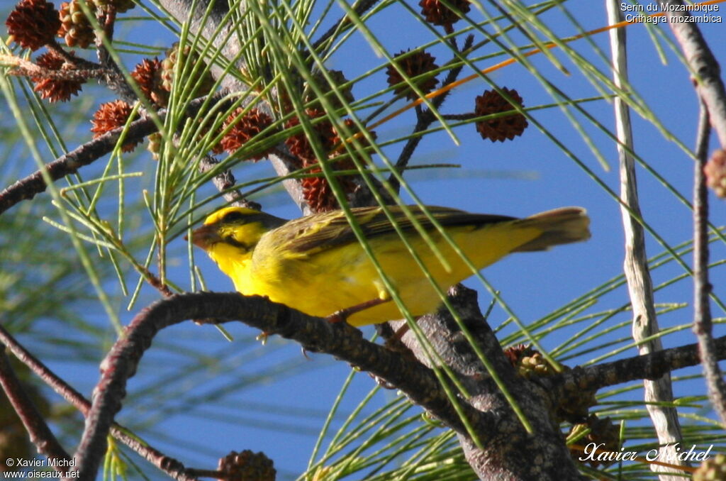 Serin du Mozambique, identification