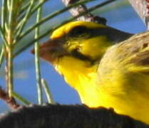 Yellow-fronted Canary