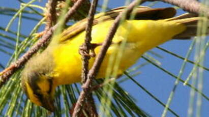 Serin du Mozambique