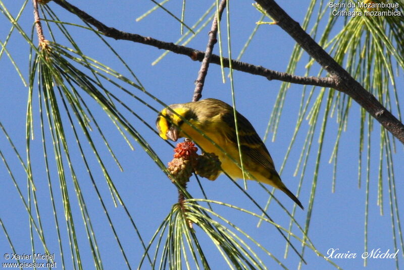 Yellow-fronted Canary, feeding habits