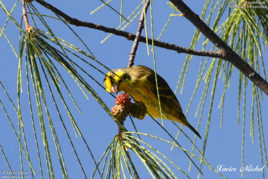 Serin du Mozambique, régime