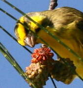 Yellow-fronted Canary