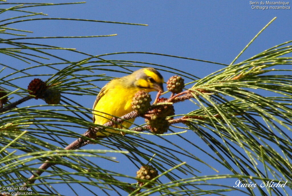 Serin du Mozambique, identification, régime