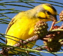 Yellow-fronted Canary