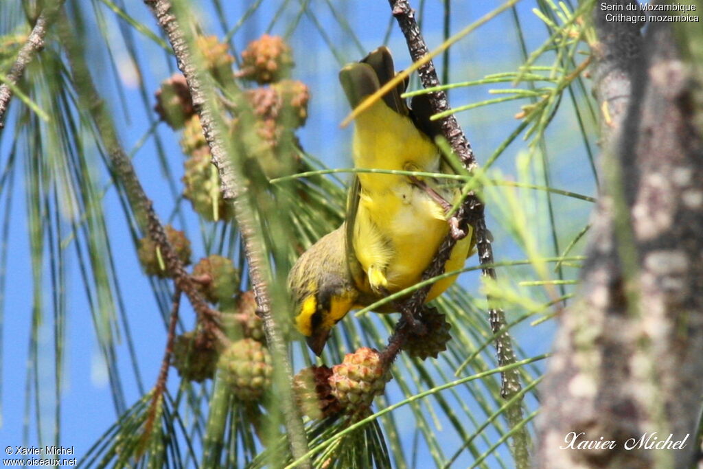 Yellow-fronted Canary, feeding habits