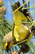 Yellow-fronted Canary