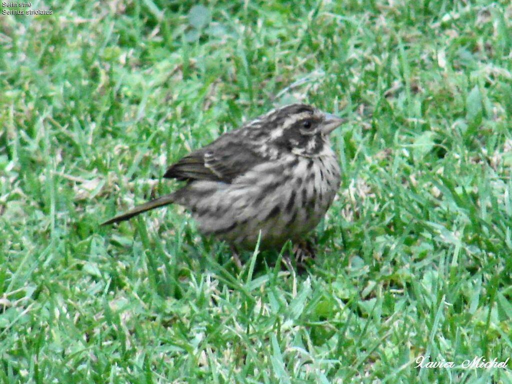 Serin strié