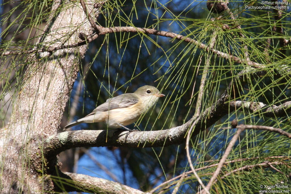 Rufous Whistlerimmature, identification