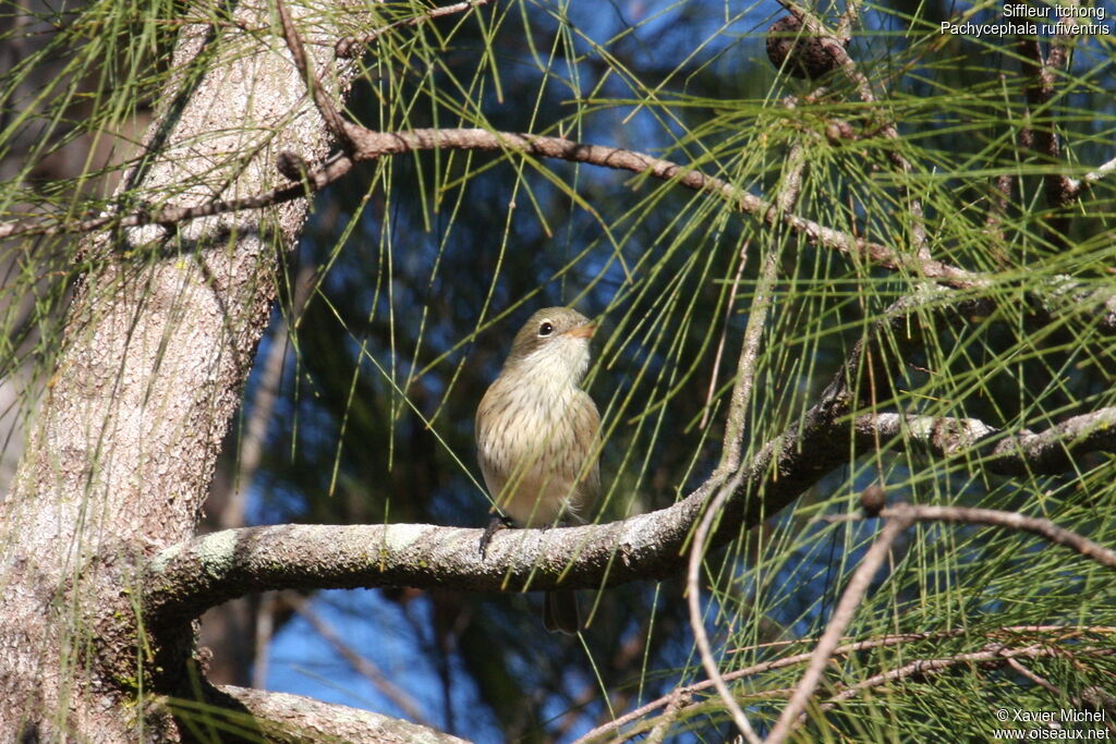 Rufous Whistlerimmature, identification