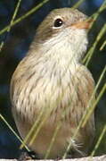 Rufous Whistler