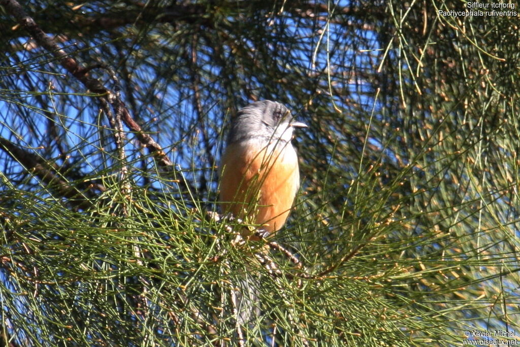 Rufous Whistler male