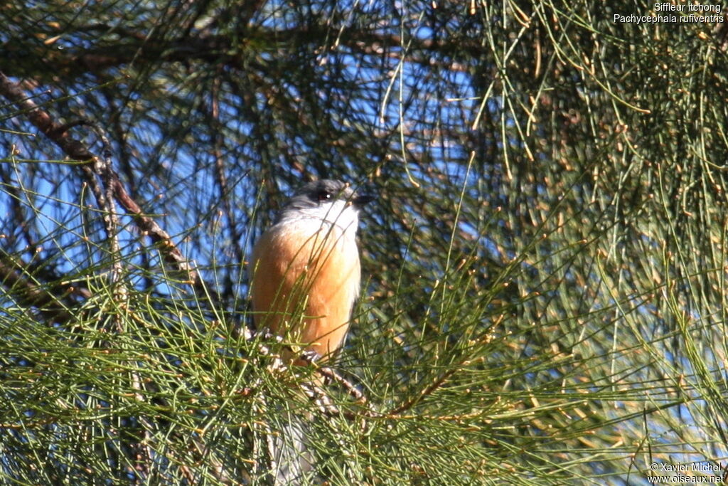 Rufous Whistler male