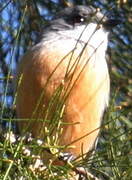 Rufous Whistler