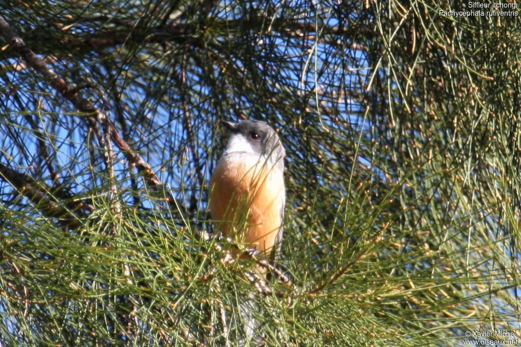 Rufous Whistler male, identification