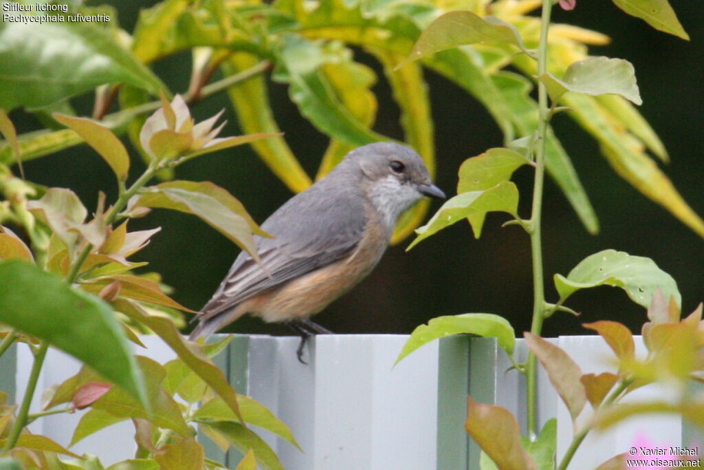 Rufous Whistler, identification