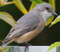 Rufous Whistler