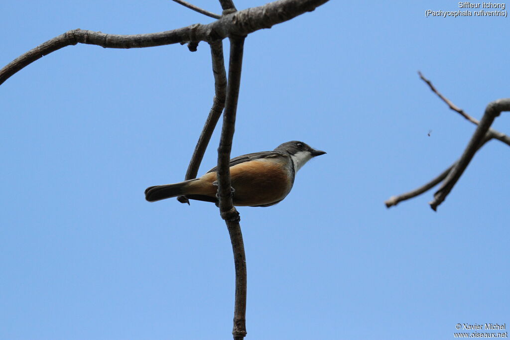 Rufous Whistler male adult