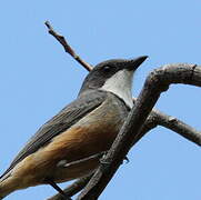 Rufous Whistler