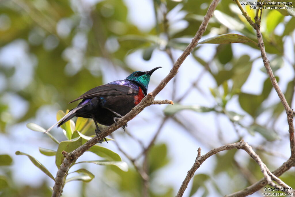 Red-chested Sunbirdadult