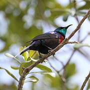 Red-chested Sunbird