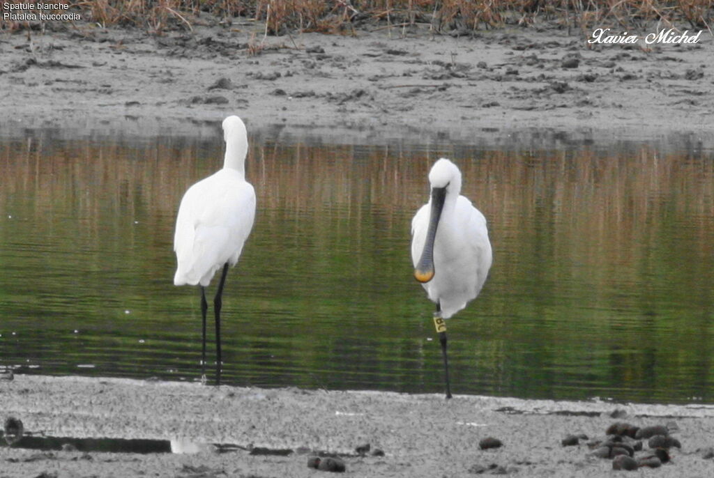 Eurasian Spoonbill