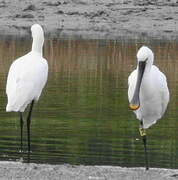 Eurasian Spoonbill