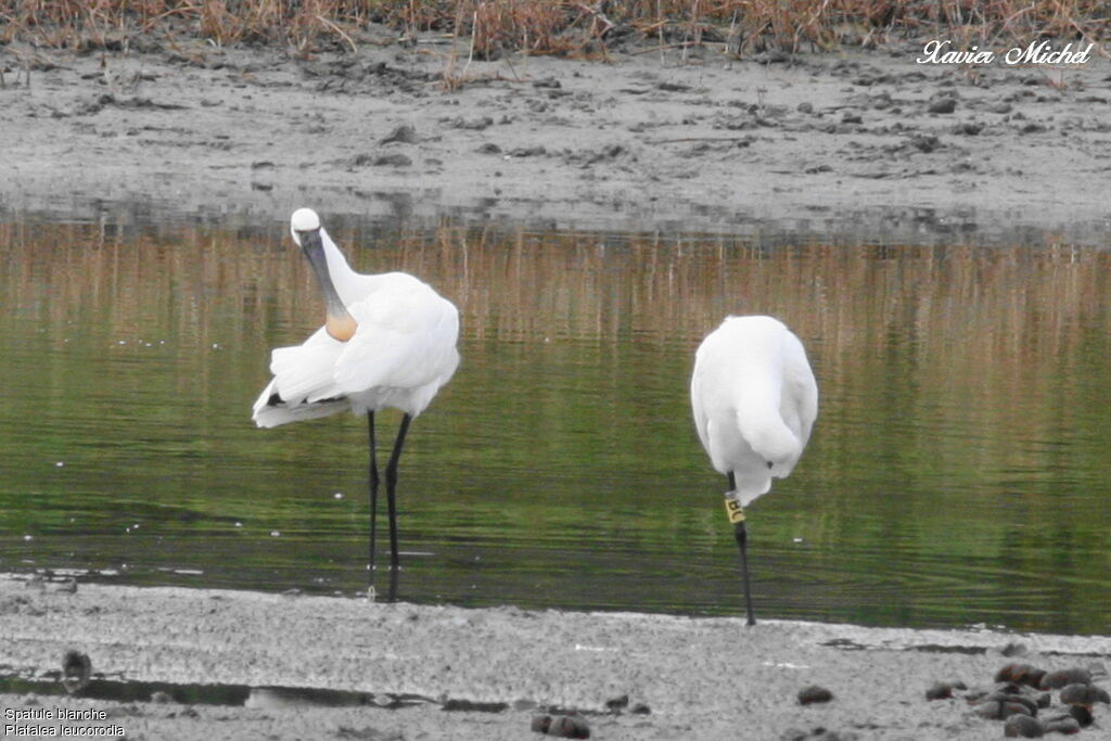 Eurasian Spoonbill