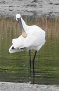 Eurasian Spoonbill