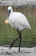 Eurasian Spoonbill